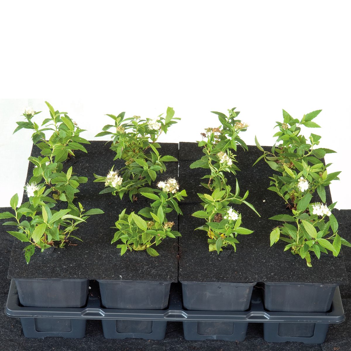 Pot Topper 9 cm square (3x2) WeCult® 3x2TM / box 800 pcs. type medium, for 9x9 cm square