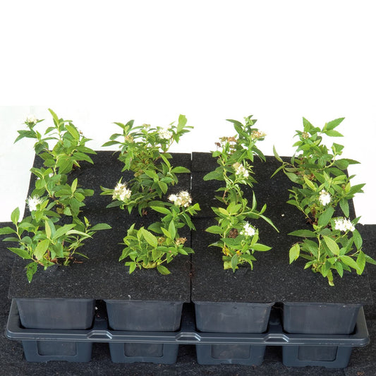 Pot Topper 9 cm square (3x2) WeCult® 3x2TM / box 800 pcs. type medium, for 9x9 cm square