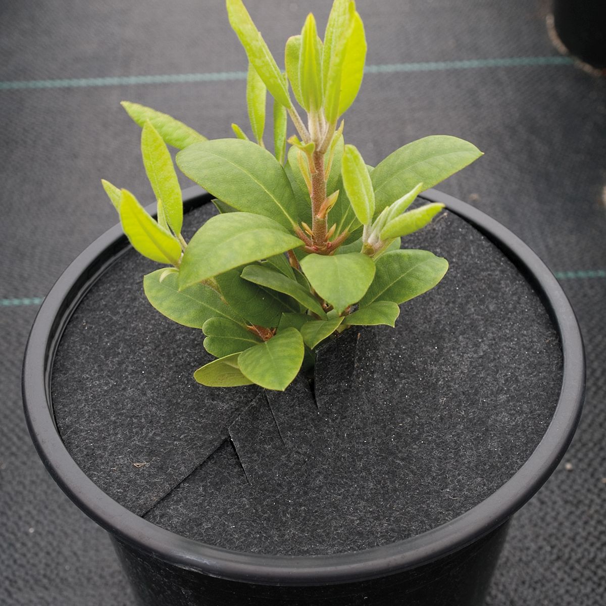 Pot Topper 20.0 cm diameter WeCult® 200RM / box 1200 pcs. type medium,for 4.0l SMH cont.