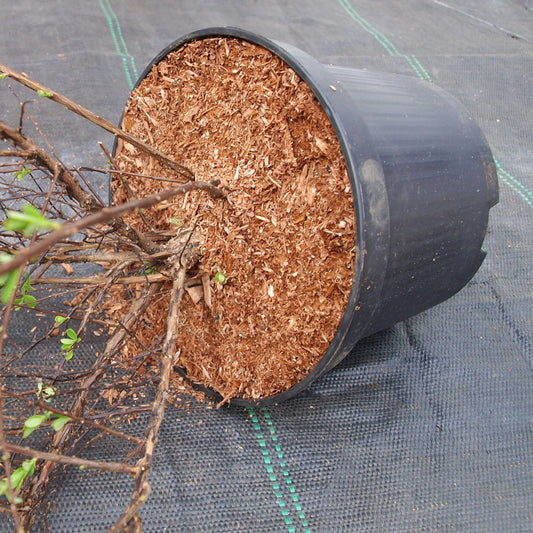 TerrAktiv Container Mulch 70lt