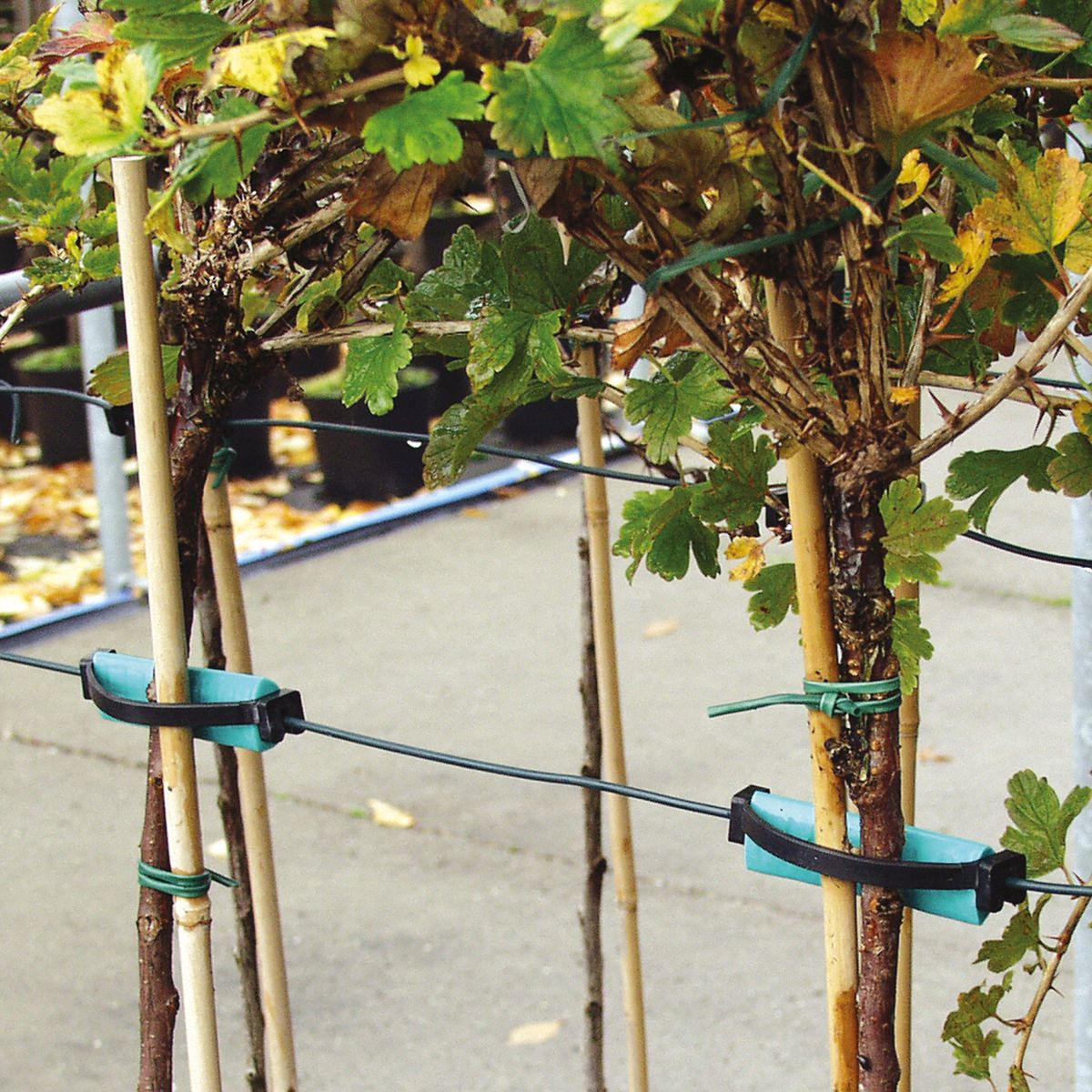 Tree Cushion 8 cm long pack = 50 units