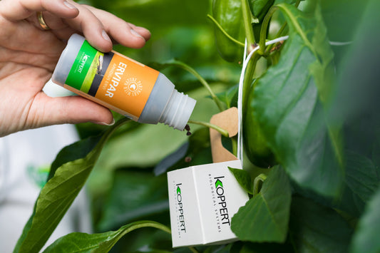 Ervipar x 250 Aphidius ervi pupae per bottle