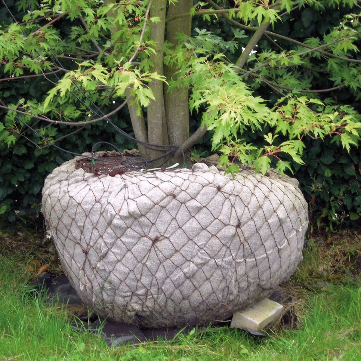 Tree Materials – PG Horticulture Ltd