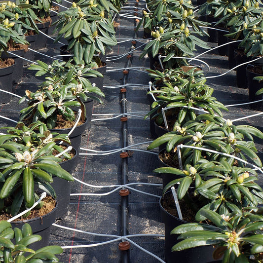 Spider 2-way Dripper Set 80 cm Hose, Dripper Pegs Bundle = 50 Sets