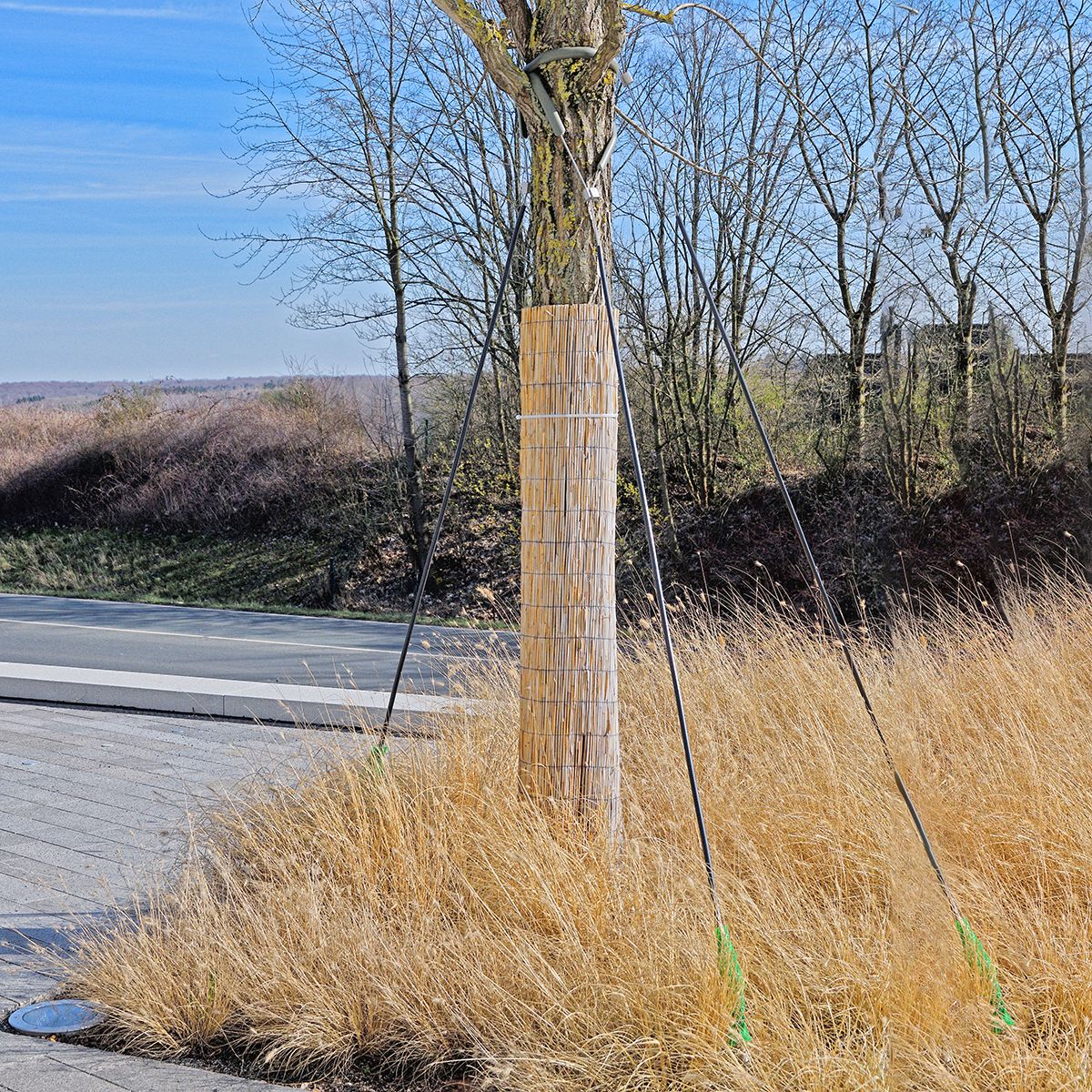 Ottawa Reed Mat Reed matting length 6,0 m / height 2,0 m – PG Horticulture Ltd