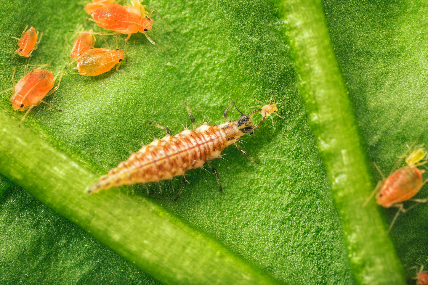 Chrysopa x 1,000 Chrysoperla carnea per bottle