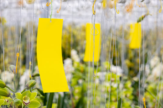 Yellow Wetstick Sticky Trap - 10x25cm